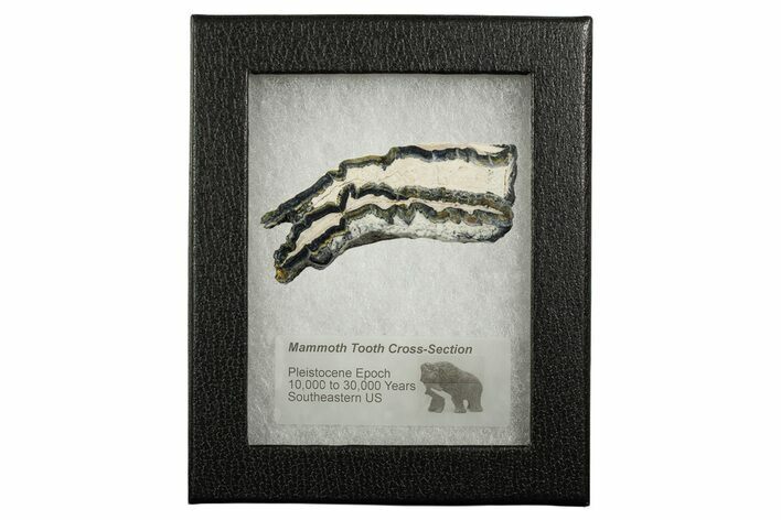 Mammoth Molar Slice With Case - South Carolina #349964